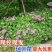 红花绿叶酢浆草种球炸酱草多年生植物庭院种植四季开花三叶