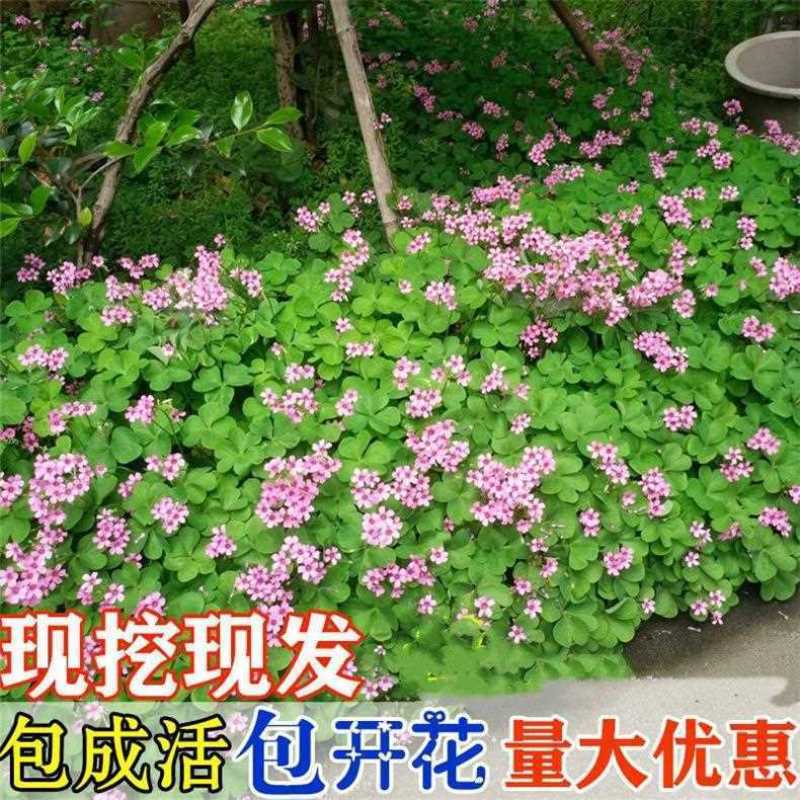 红花绿叶酢浆草种球炸酱草多年生植物庭院种植四季开花三叶