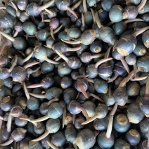 野生紫茨菇