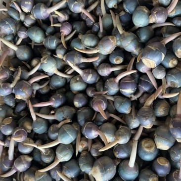 野生紫茨菇