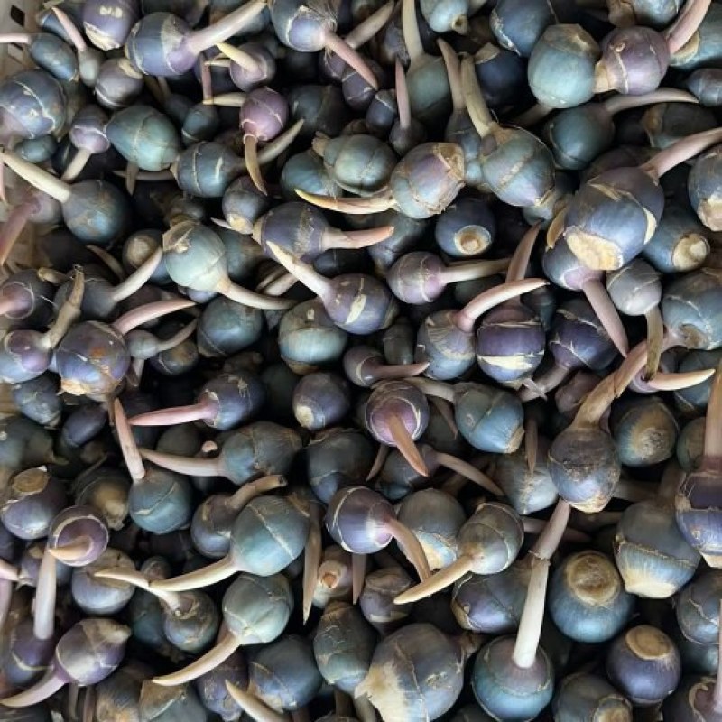 野生紫茨菇