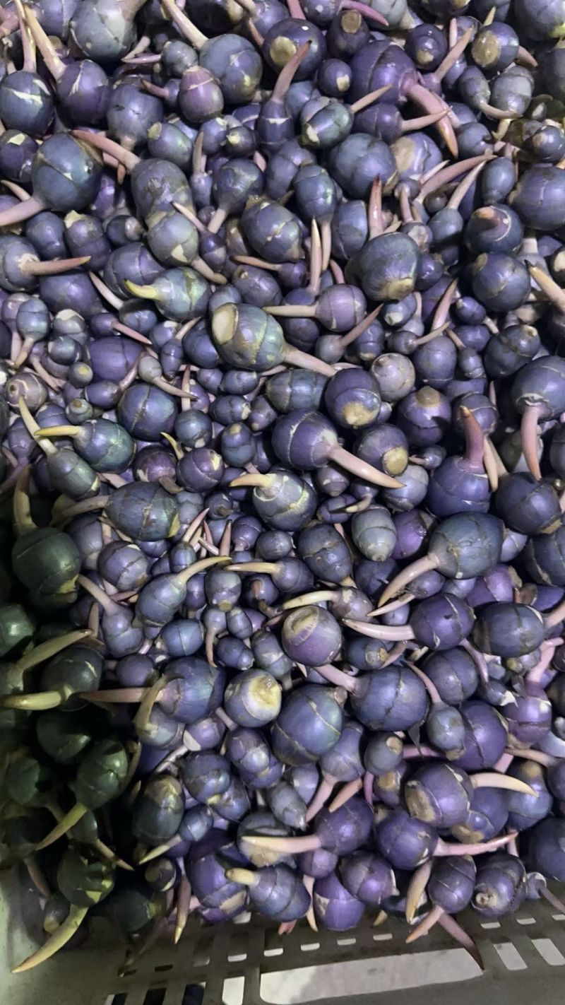 野生紫茨菇