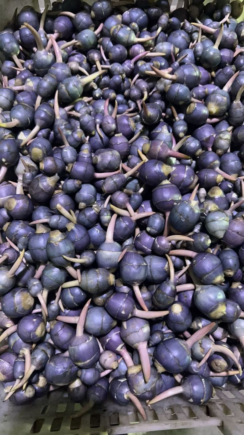 野生紫茨菇