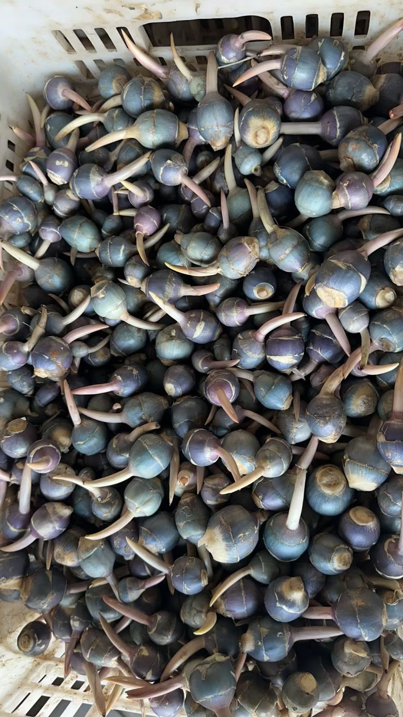 野生紫茨菇