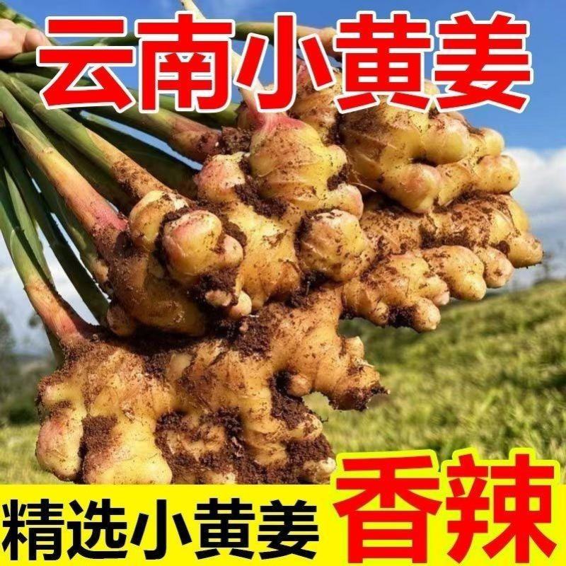现挖云南小黄姜现货供应支持电商一件代发抖音多多视频号