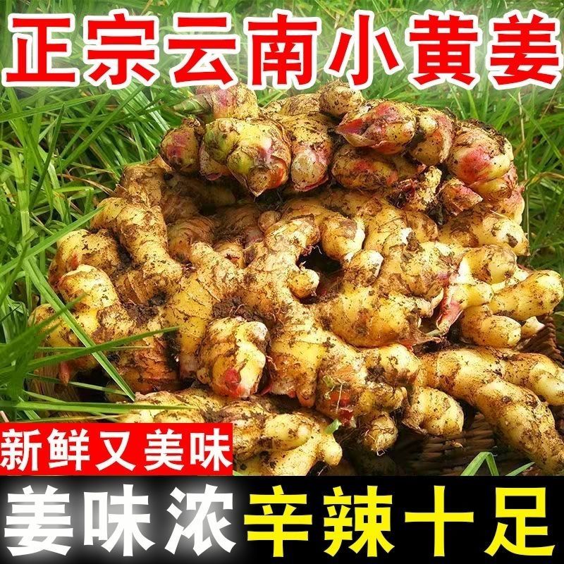 现挖云南小黄姜现货供应支持电商一件代发抖音多多视频号
