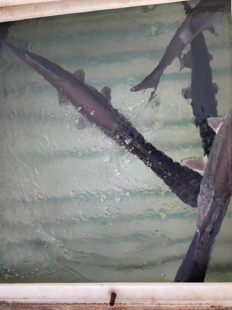 鸭嘴鲟/湖北荆州专业鸭嘴鲟养殖基地大量有货/对接全国采购