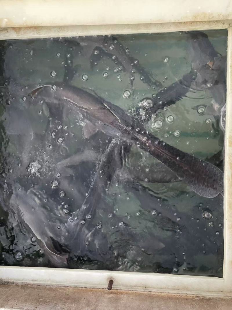 鸭嘴鲟/湖北荆州专业鸭嘴鲟养殖基地大量有货/对接全国采购