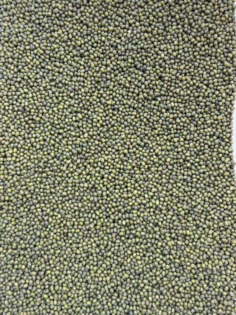 郑州绿豆面条/产地直发/量大价优/口感筋道