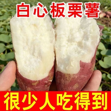 正宗白心红薯新鲜红皮白瓤板栗薯粉糯干面白薯白肉番薯栗子