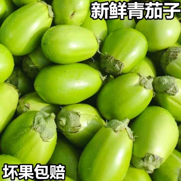 .【青茄子】海绵茄子/青茄子/青圆茄子/产区直发