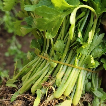 法国皇后芹菜苗