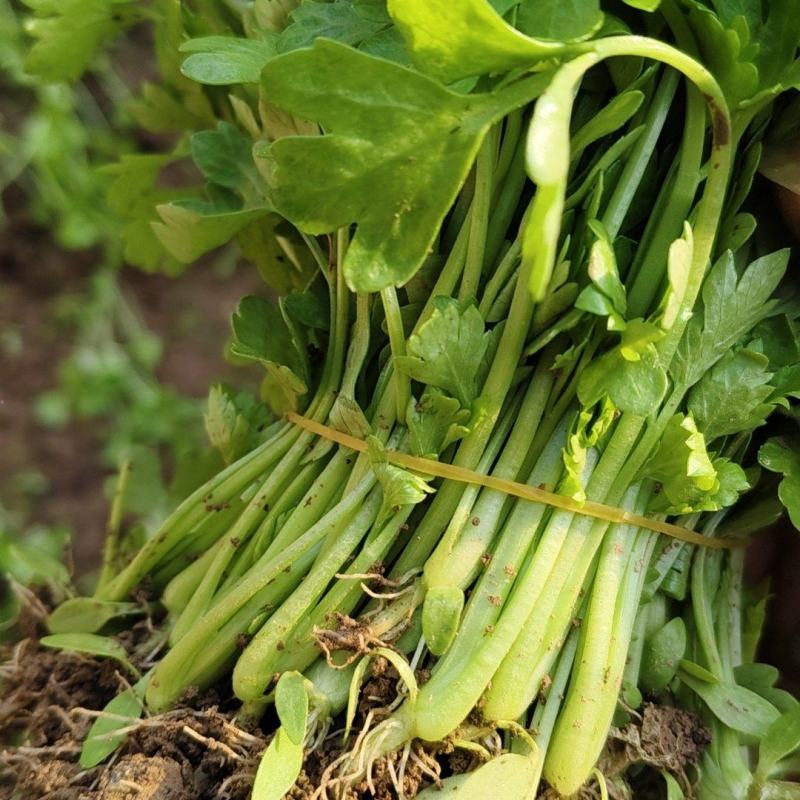 法国皇后芹菜苗