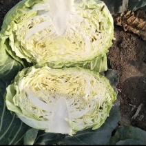 [热卖]山东甘蓝圆包菜大量上市可对接全国市场档口一手货源