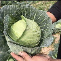 山东精品甘蓝大量上市产地直发欢迎来电洽谈价优诚信经营