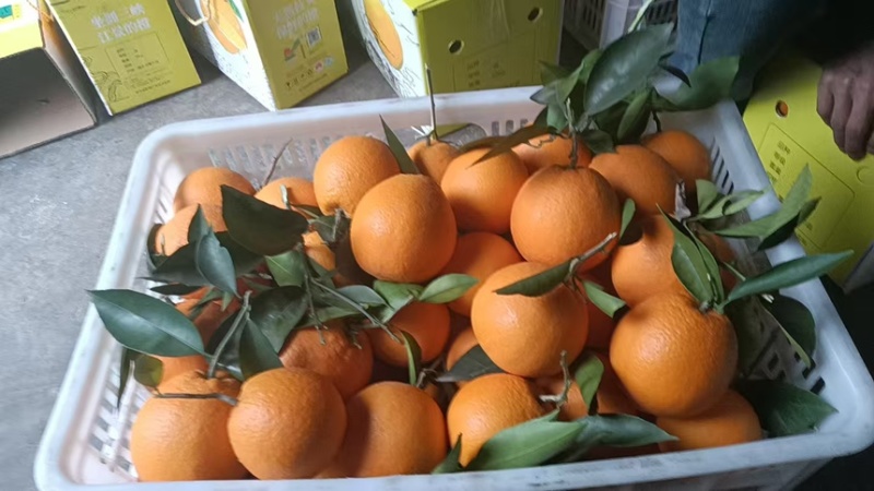 重庆奉节精品脐橙糖度高产地直发保质保量量大从优