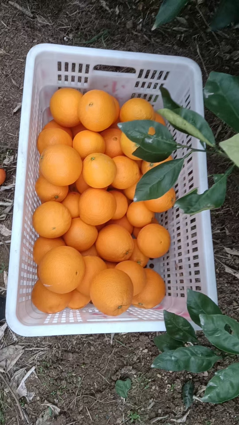 重庆奉节精品脐橙糖度高产地直发保质保量量大从优