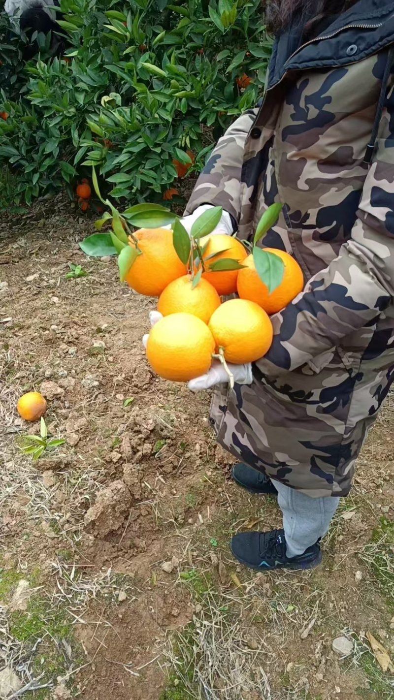 重庆奉节精品脐橙糖度高产地直发保质保量量大从优
