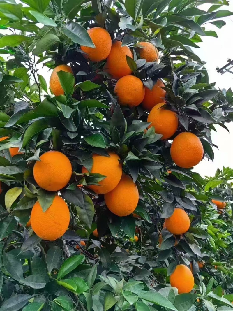 重庆奉节精品脐橙糖度高产地直发保质保量量大从优