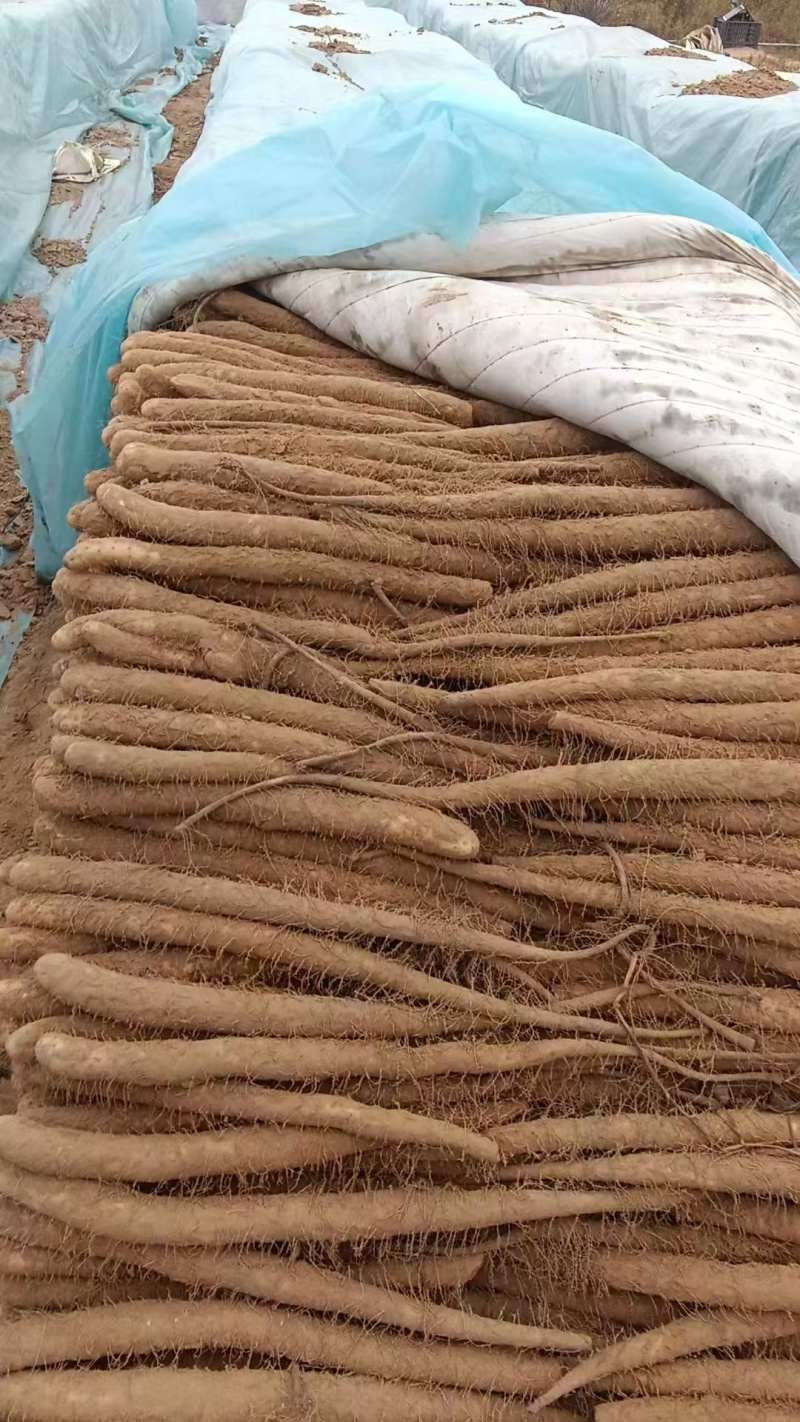 山药/白玉山药/基地直发/大量有货