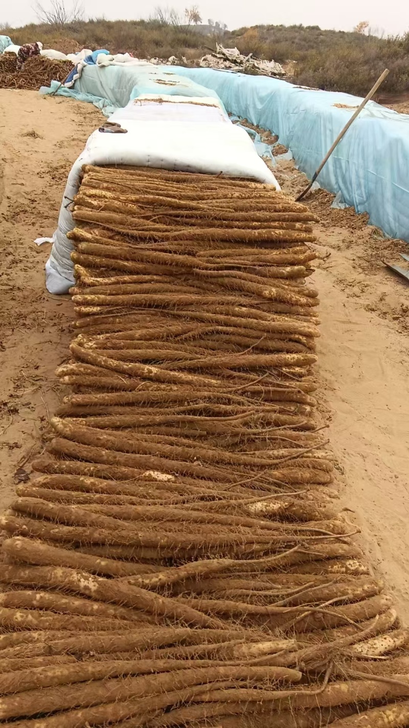 山药/白玉山药/基地直发/大量有货