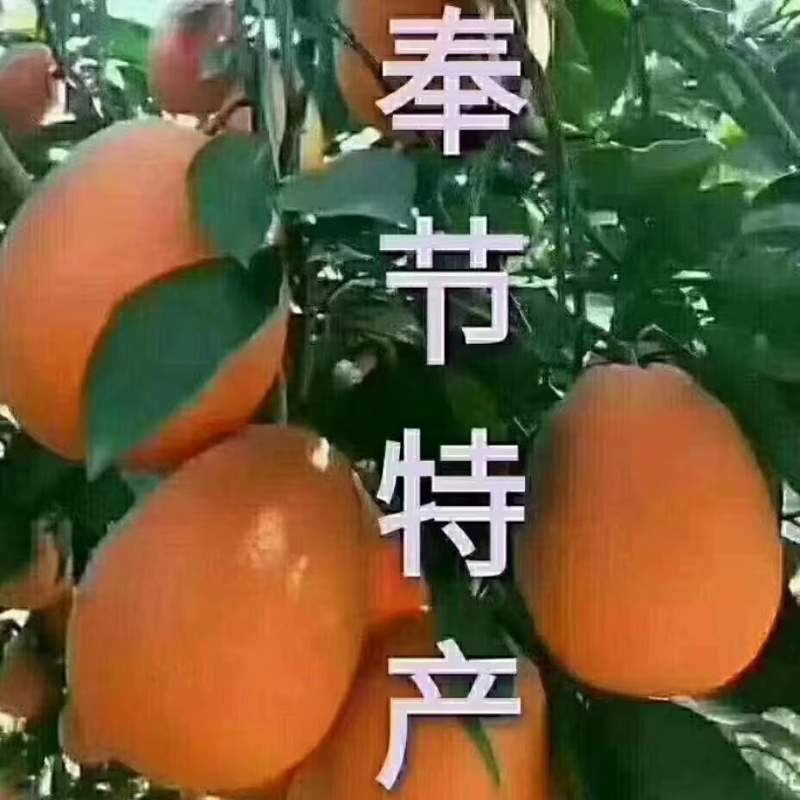 重庆精品纽荷尔脐橙产地直发一手货源代发全国
