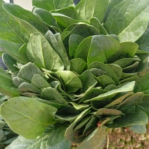 精品大叶菠菜