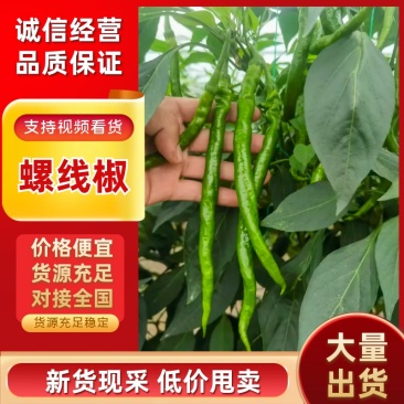 螺线椒鲜辣椒🌶️产地直销量大从优可视频看货对接全国