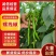 螺线椒鲜辣椒🌶️产地直销量大从优可视频看货对接全国