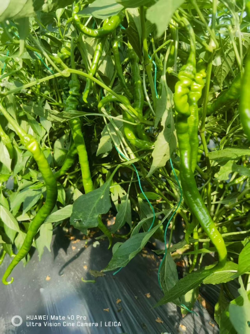 螺线椒鲜辣椒🌶️产地直销量大从优可视频看货对接全国