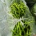 螺线椒鲜辣椒🌶️产地直销量大从优可视频看货对接全国