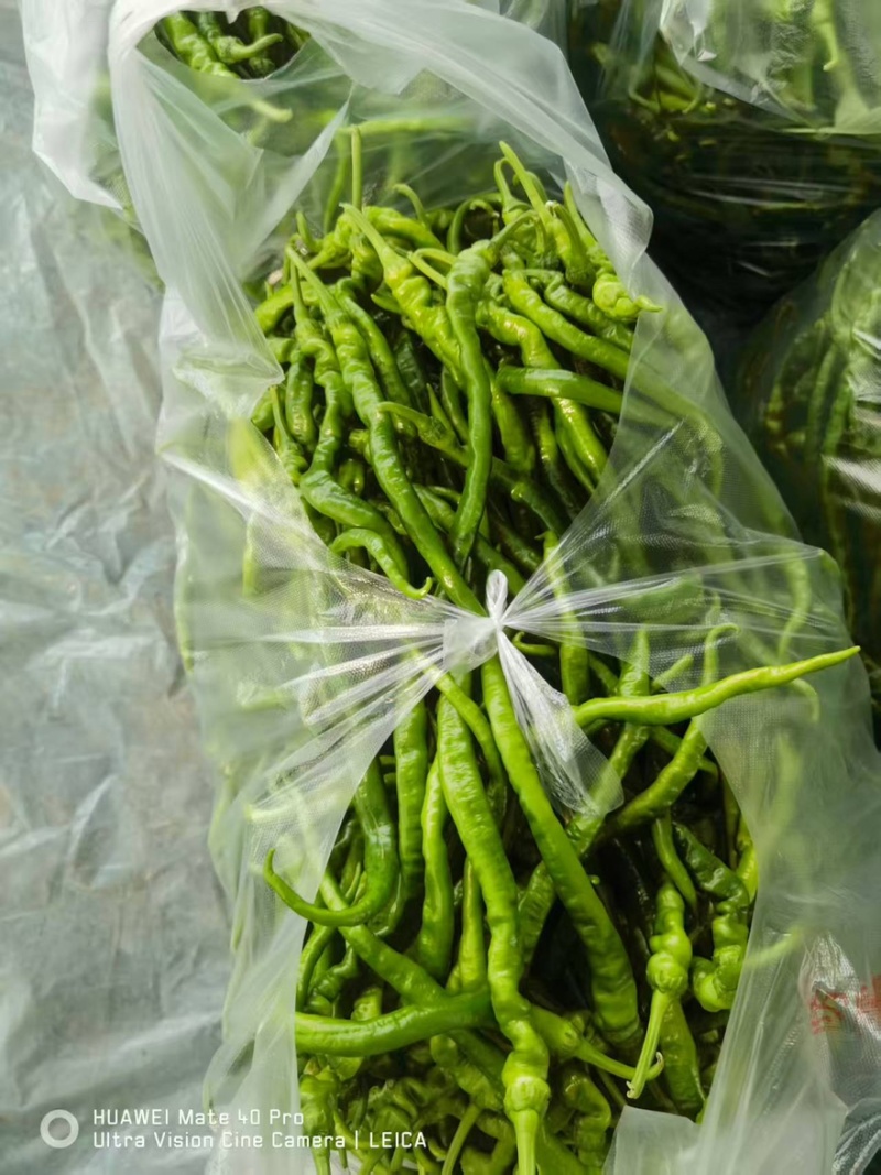 螺线椒鲜辣椒🌶️产地直销量大从优可视频看货对接全国