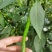 螺线椒鲜辣椒🌶️产地直销量大从优可视频看货对接全国