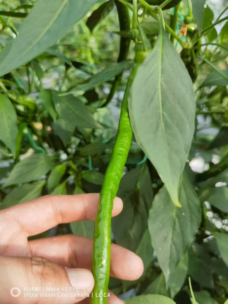 螺线椒鲜辣椒🌶️产地直销量大从优可视频看货对接全国