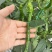 螺线椒鲜辣椒🌶️产地直销量大从优可视频看货对接全国