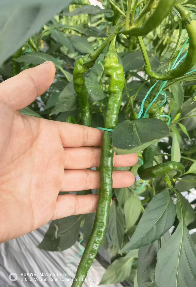 螺线椒鲜辣椒🌶️产地直销量大从优可视频看货对接全国