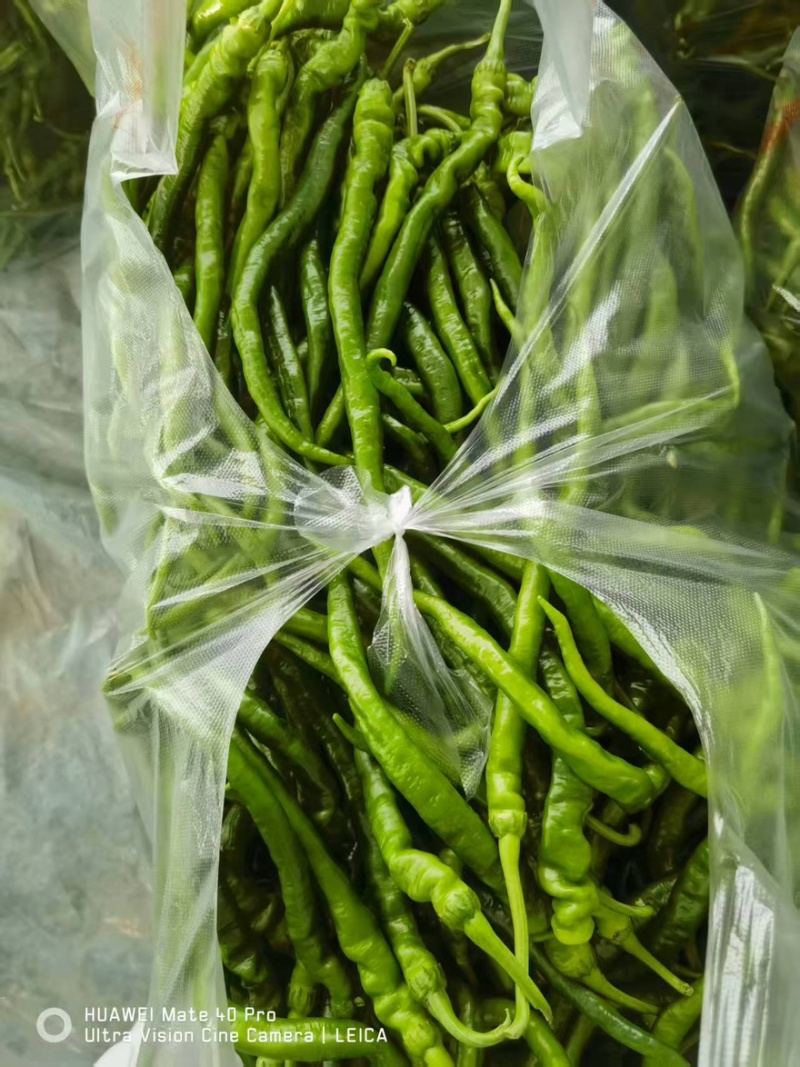螺线椒鲜辣椒🌶️产地直销量大从优可视频看货对接全国