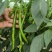 螺线椒鲜辣椒🌶️产地直销量大从优可视频看货对接全国