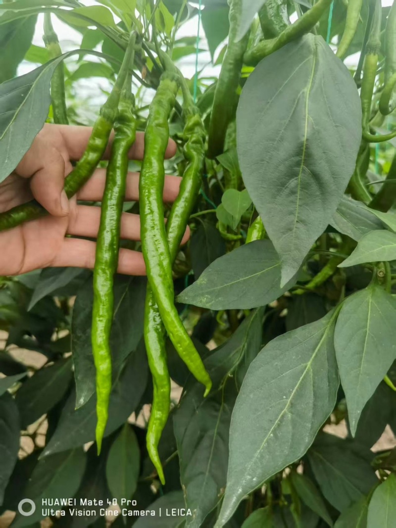螺线椒鲜辣椒🌶️产地直销量大从优可视频看货对接全国