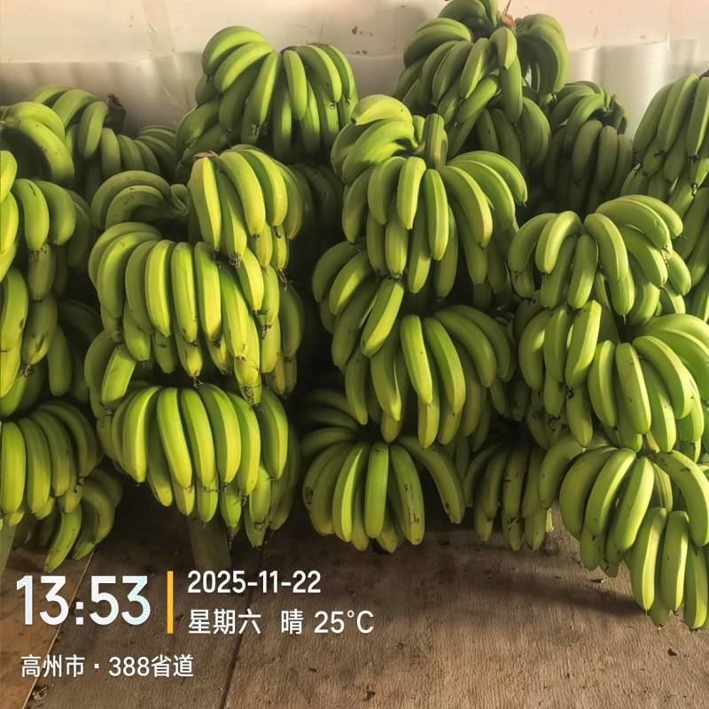 高州粉蕉，香蕉产地直供，专业代收购，代发货！