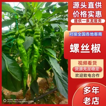 螺丝椒线椒辣椒鲜辣椒宁都产地量大从优可对接全国市场