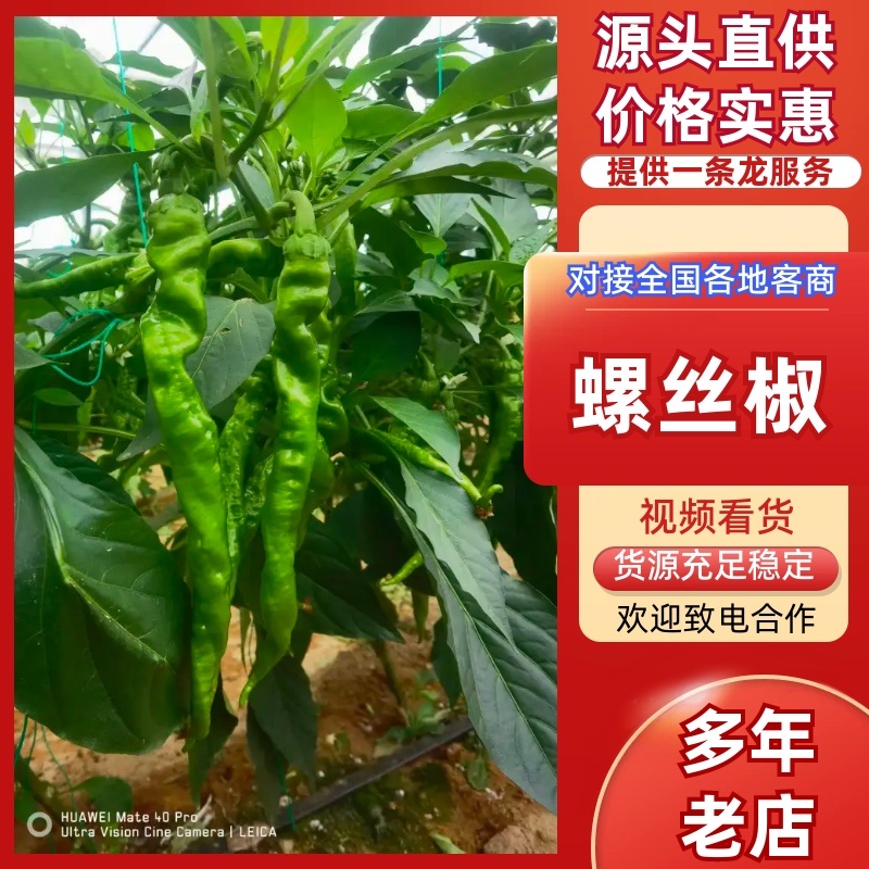 螺丝椒线椒辣椒鲜辣椒宁都产地量大从优可对接全国市场