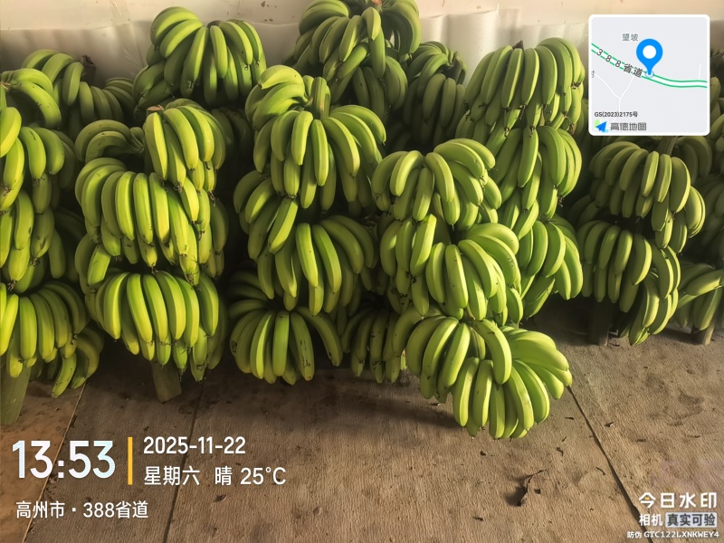 高州粉蕉，香蕉产地直供，专业代收购，代发货！