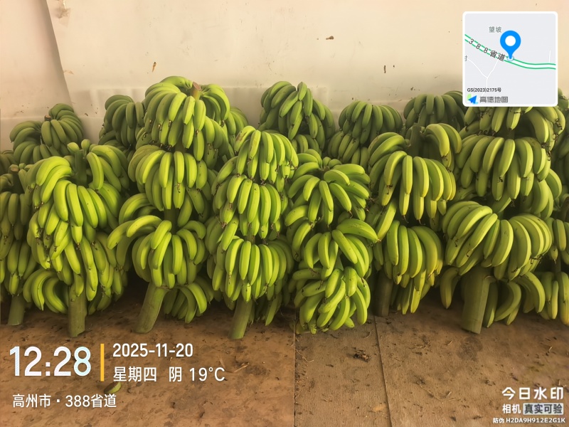 高州粉蕉，香蕉产地直供，专业代收购，代发货！