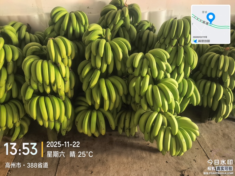高州粉蕉，香蕉产地直供，专业代收购，代发货！