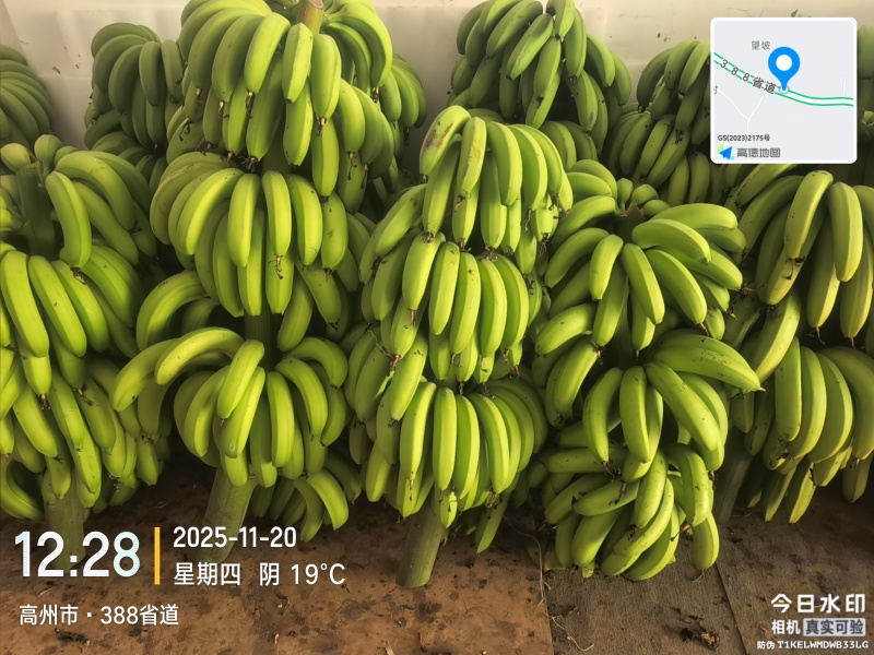 高州粉蕉，香蕉产地直供，专业代收购，代发货！