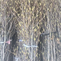 玉兰花切枝，水培玉兰枝条，紫玉兰，产地批发，量大，花多