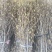 玉兰花切枝，水培玉兰枝条，紫玉兰，产地批发，量大，花多