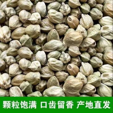 坚果麻子甘肃庆阳直供颗粒饱满，过风过筛，产地直销