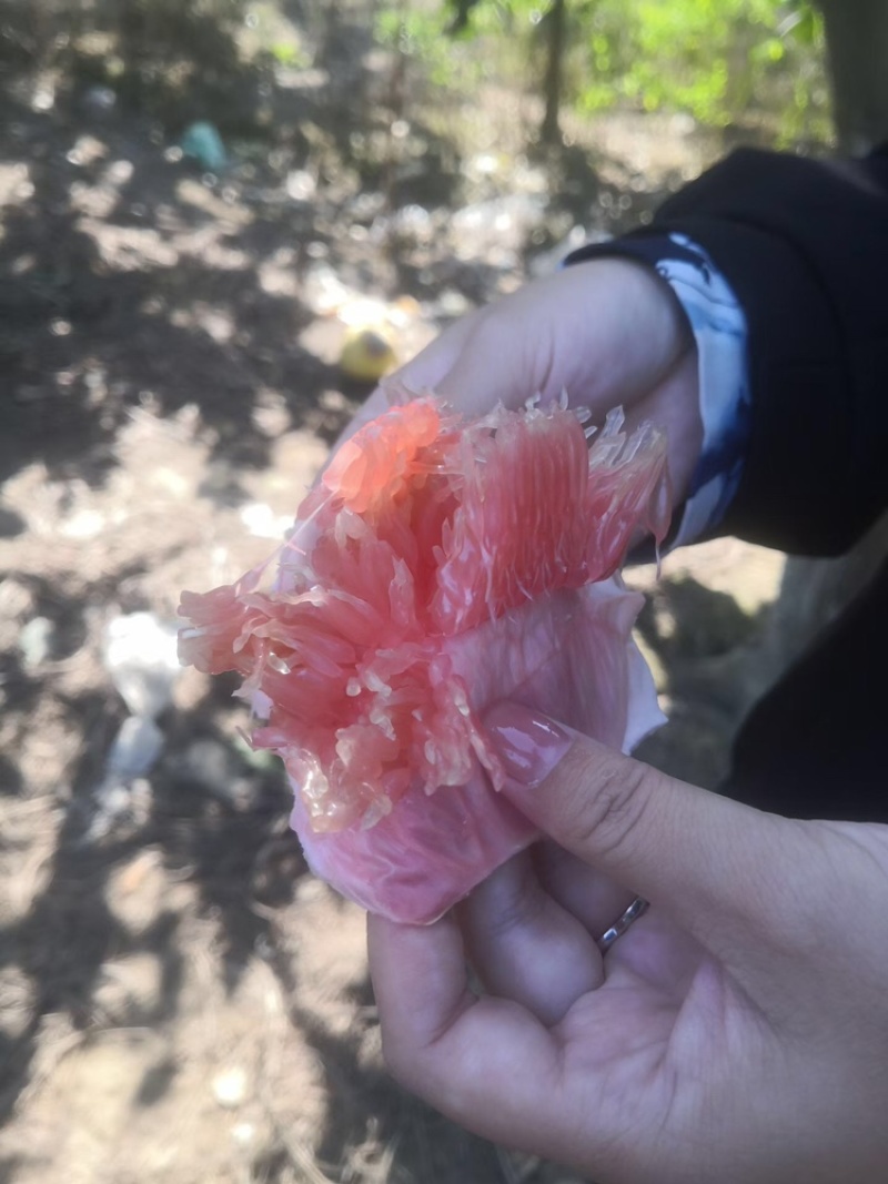 马家柚，产地直发，大量有货，量大从优，欢迎各位老板咨询